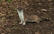 TONY HOWES - STOAT